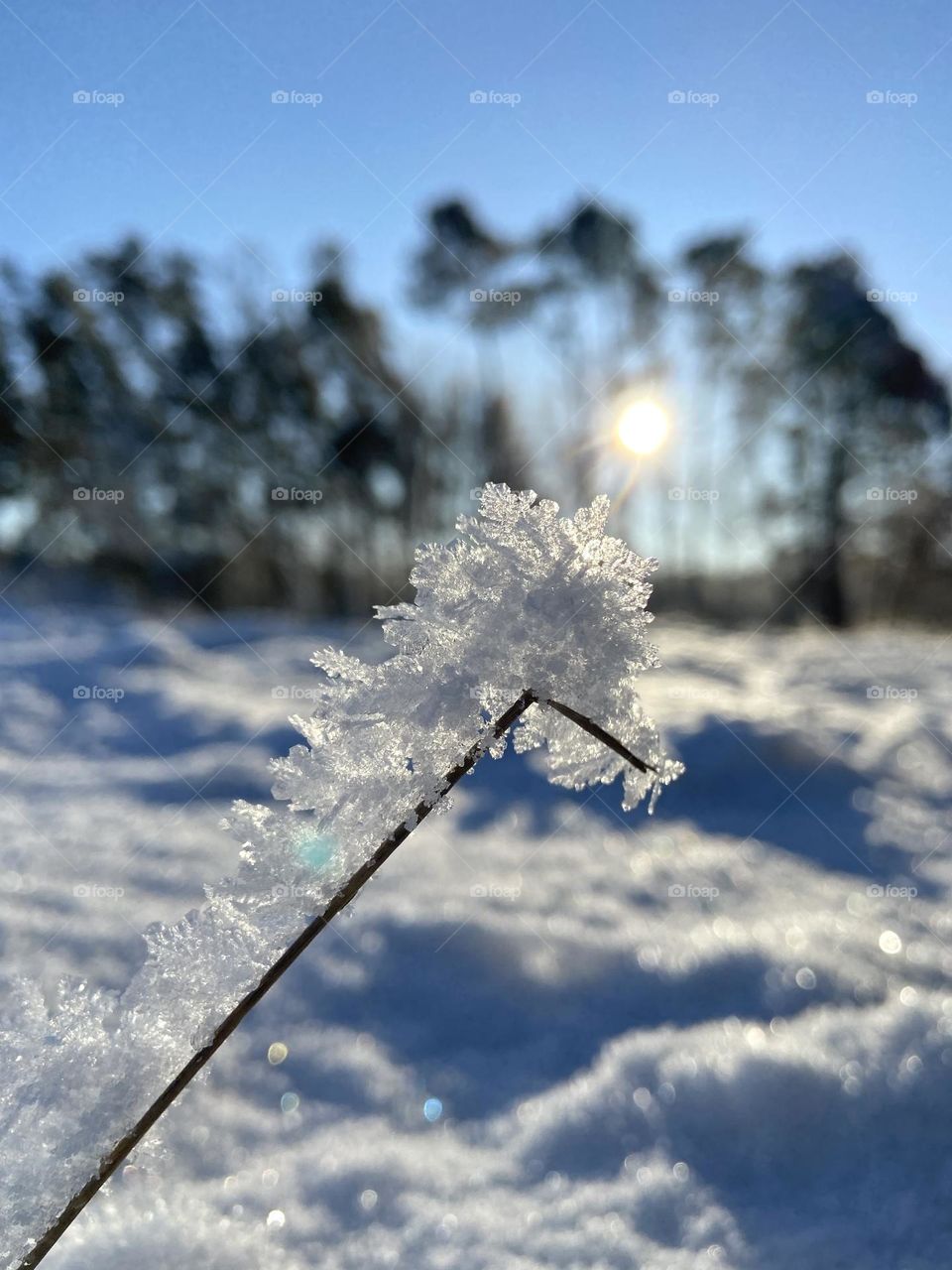 Frost on a reed in the sunlight surrounded by pristine snow 