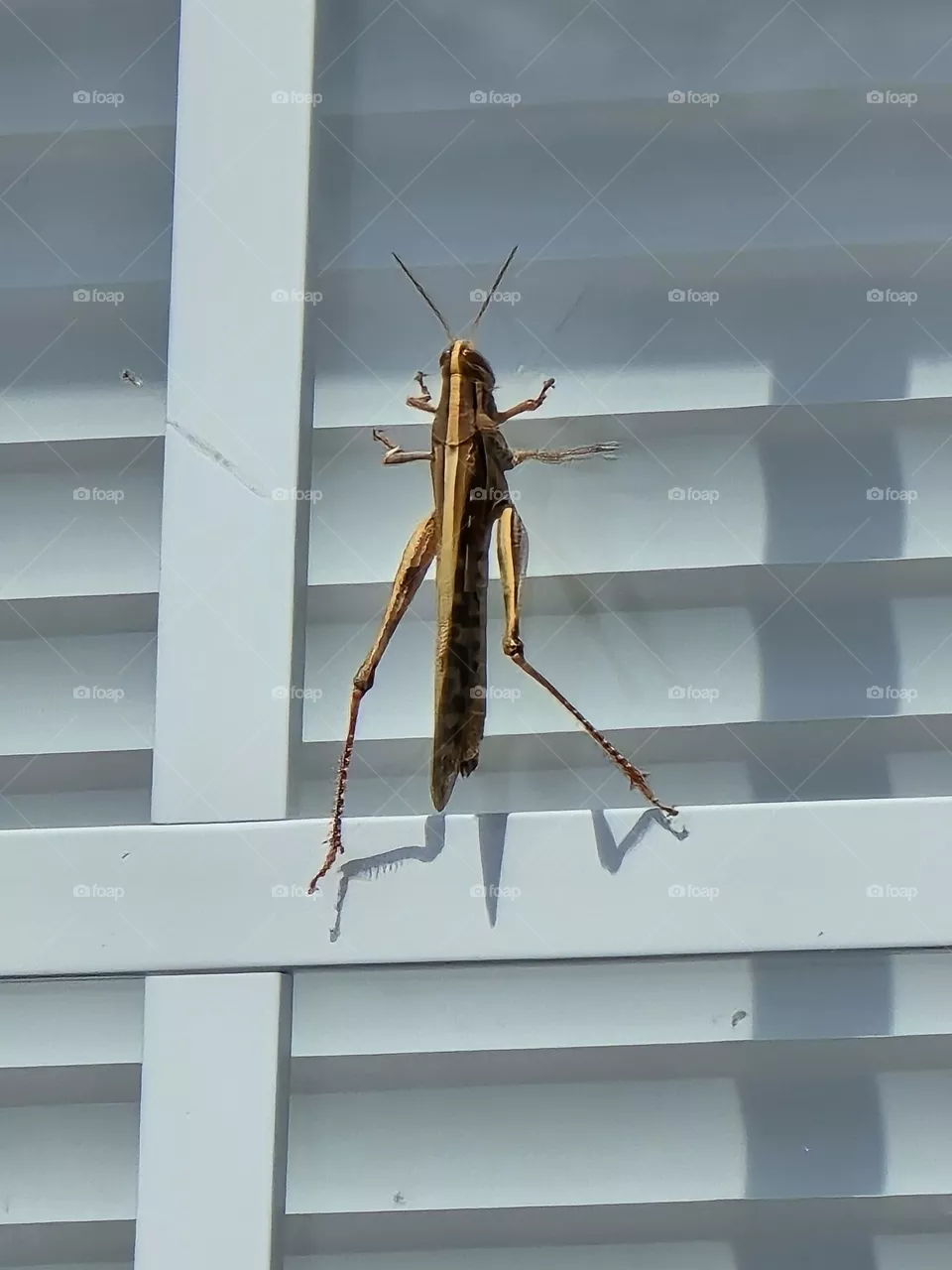 Locust