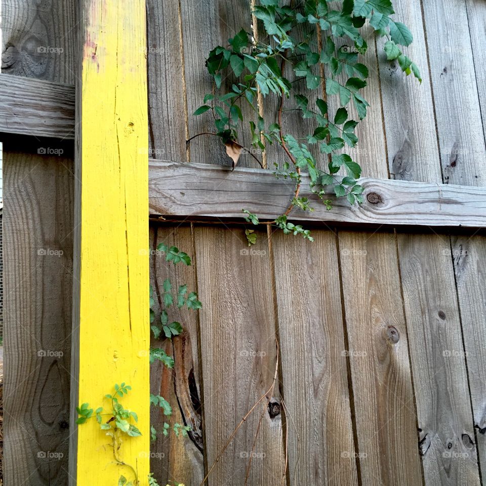 Plant on wooden plank