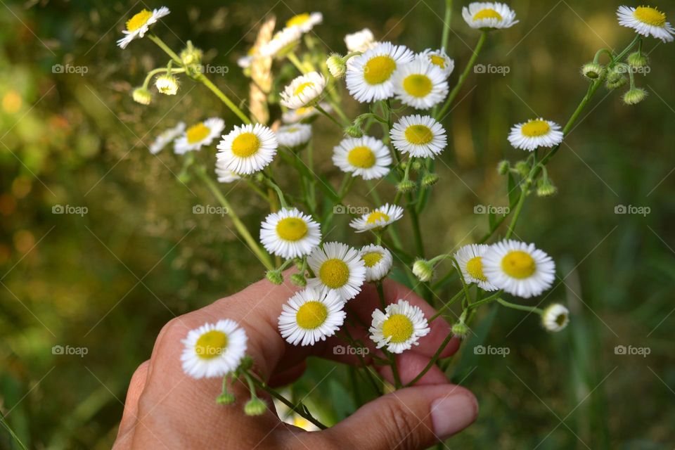 gentle flowers round beautiful texture