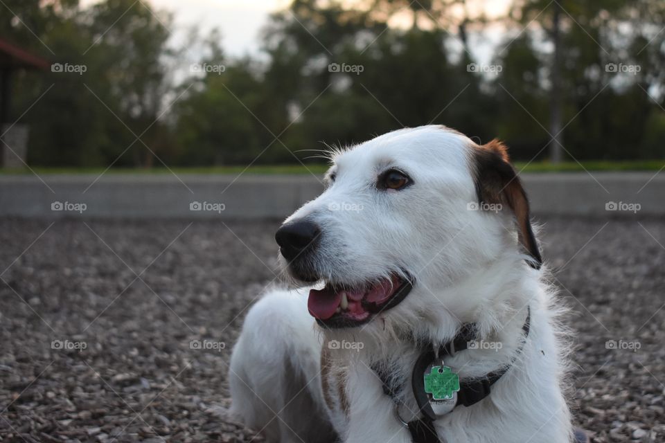 Cute dog at park on summer evening 
