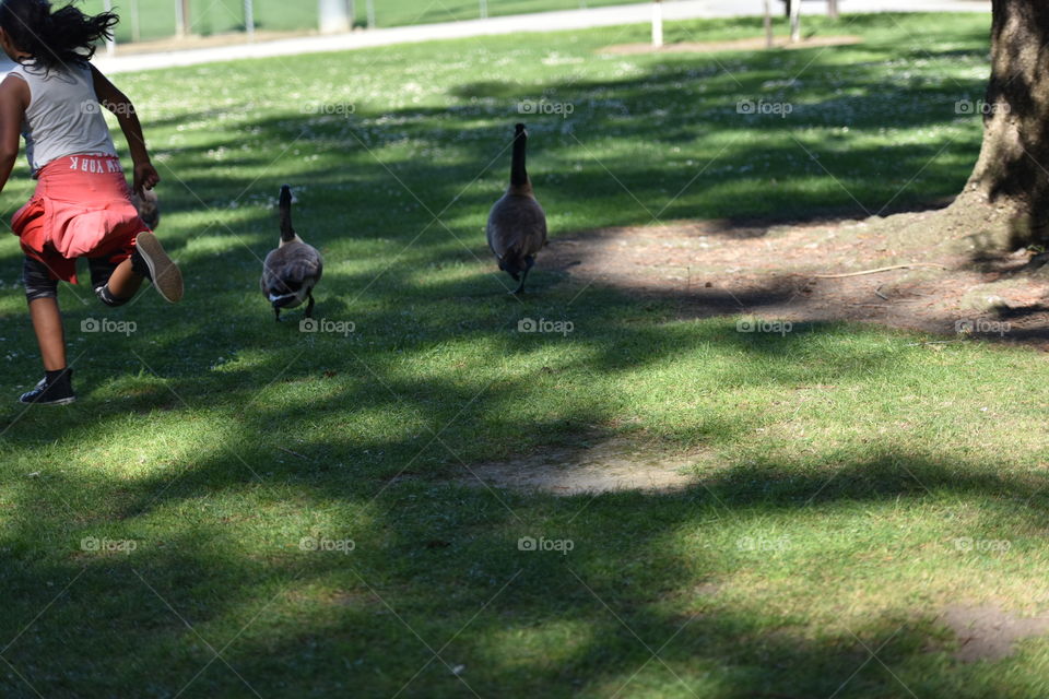 Kid girl playing in the park along with ducks