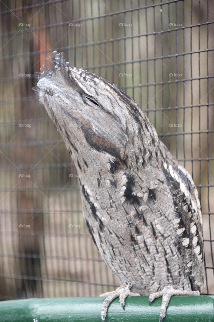 Tawny Frogmouth Owl