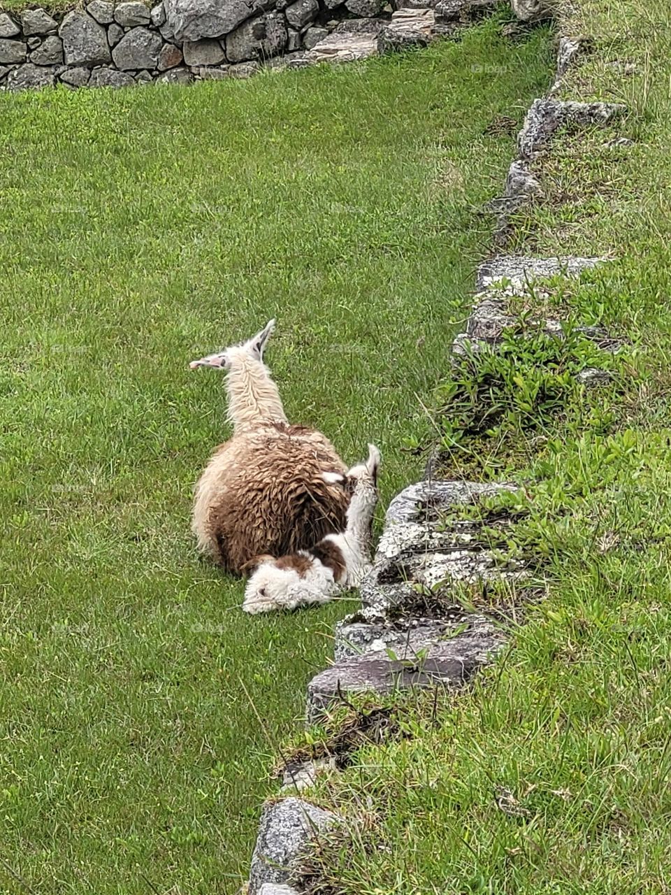 Se llama llama.