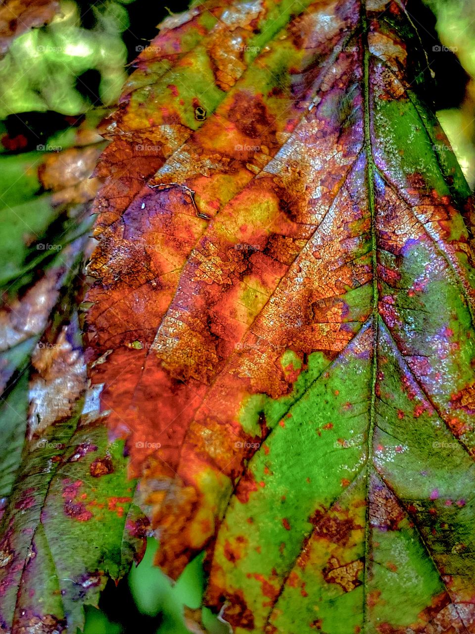 Leaf Mosaic 