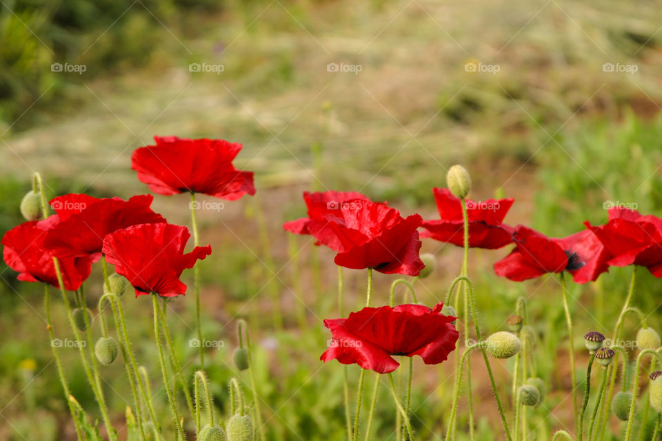 Red poppys. 