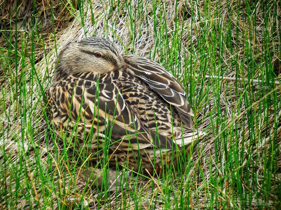 sleeping duck in tall grass