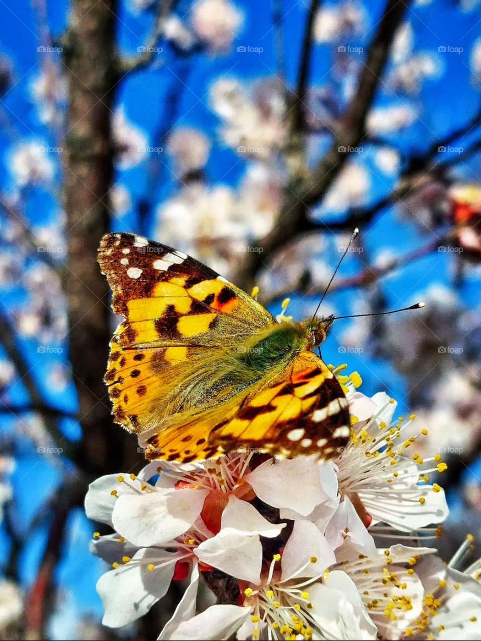 Spring is the gentle caress of nature, making the world more beautiful with beautiful blossoms, gentle breezes, dancing butterflies, and colors and lights...