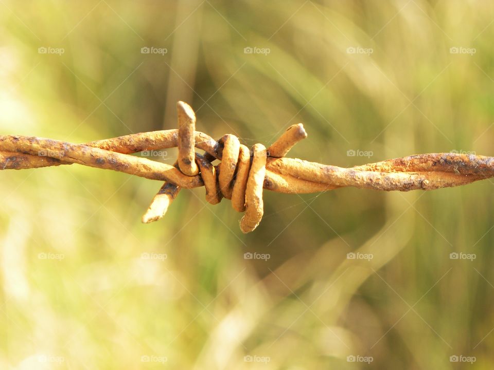 yellow  barbed wire