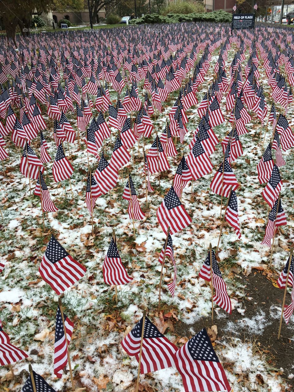 Field of flags in the snow
