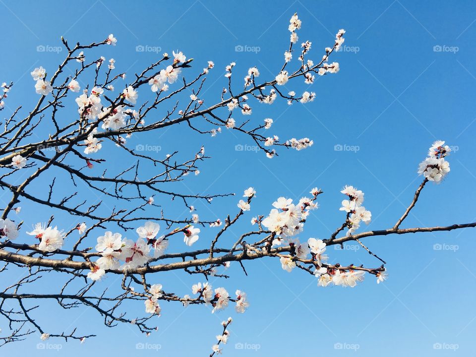 Spring flowers