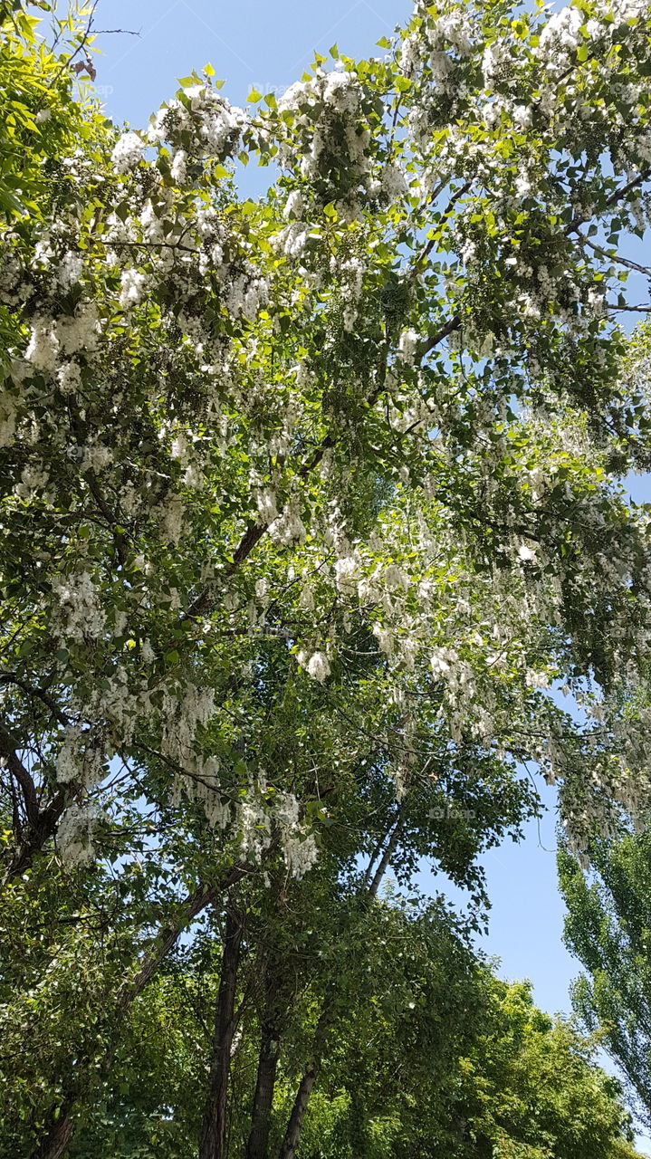 poplar tree with poplar fluff earrings