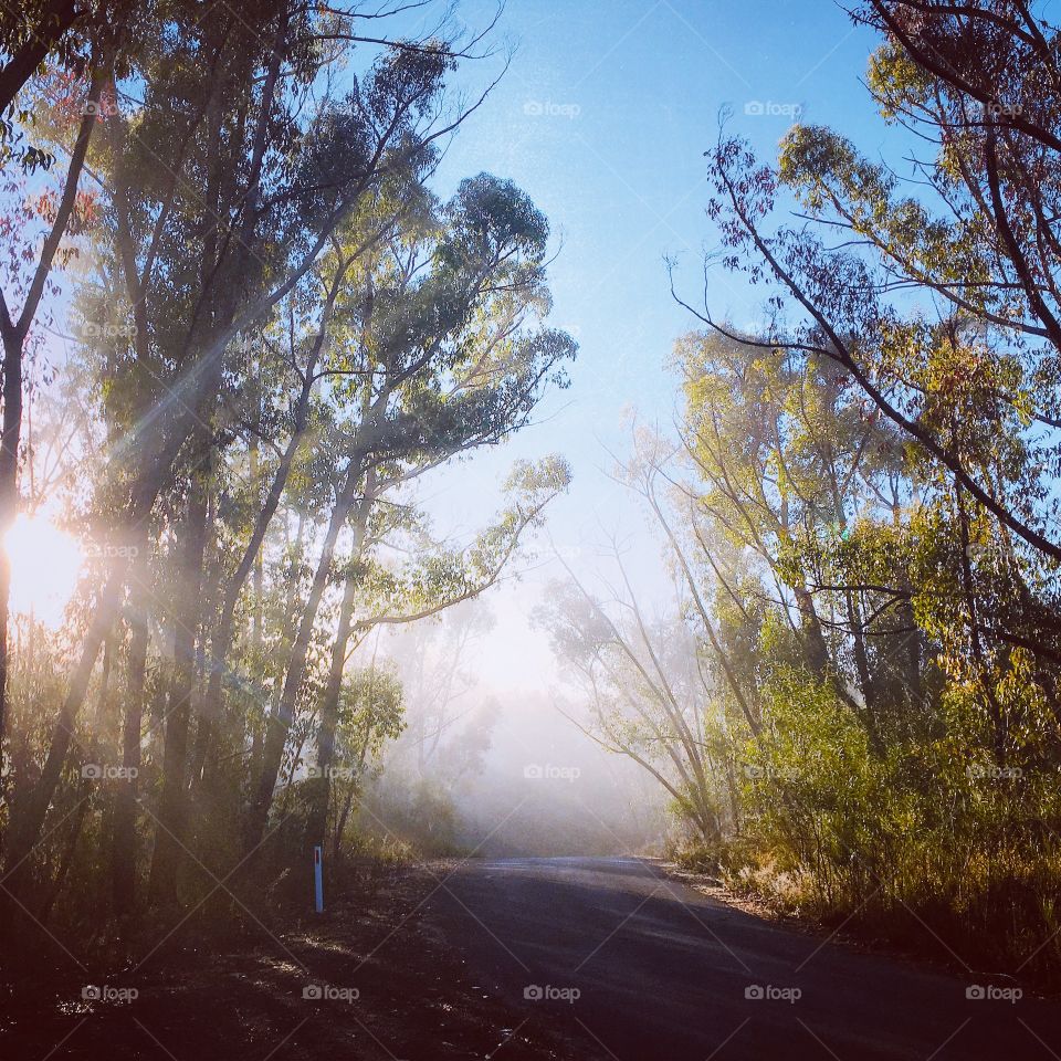  A cool & foggy morning at The Grampians in Victoria Australia, the first sunlight peeking through the tall trees, winter.
