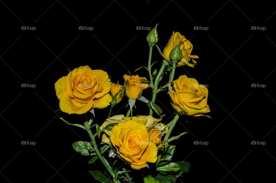 Yellow rose against the background of the night sky.Yellow rose against the background of the night sky.