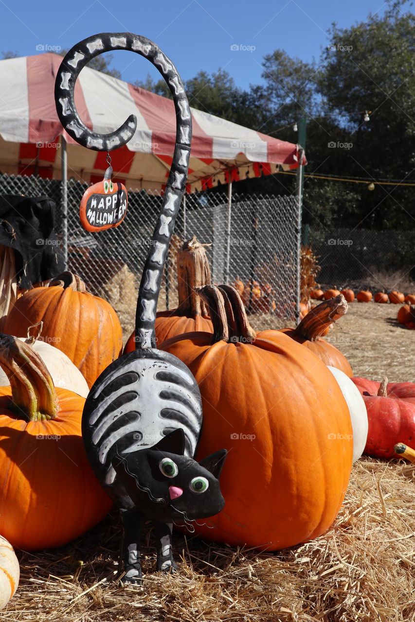 watch out for the black cat in pumpkin patch guarding the plump pumpkins from the children who want to carve them up