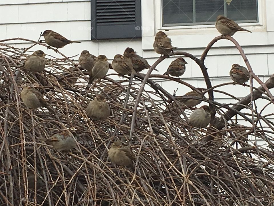 Sparrows 