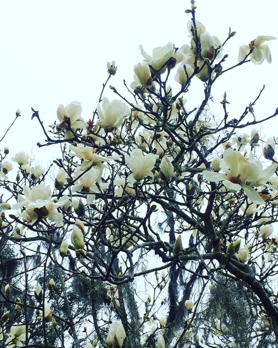 Japanese Magnolia 