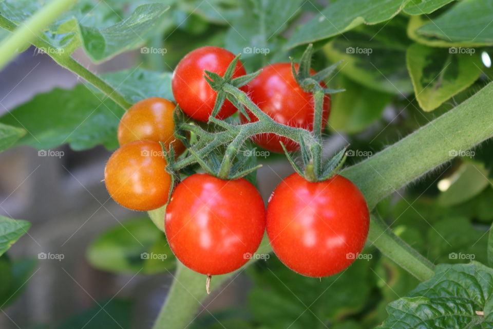 Tomatos