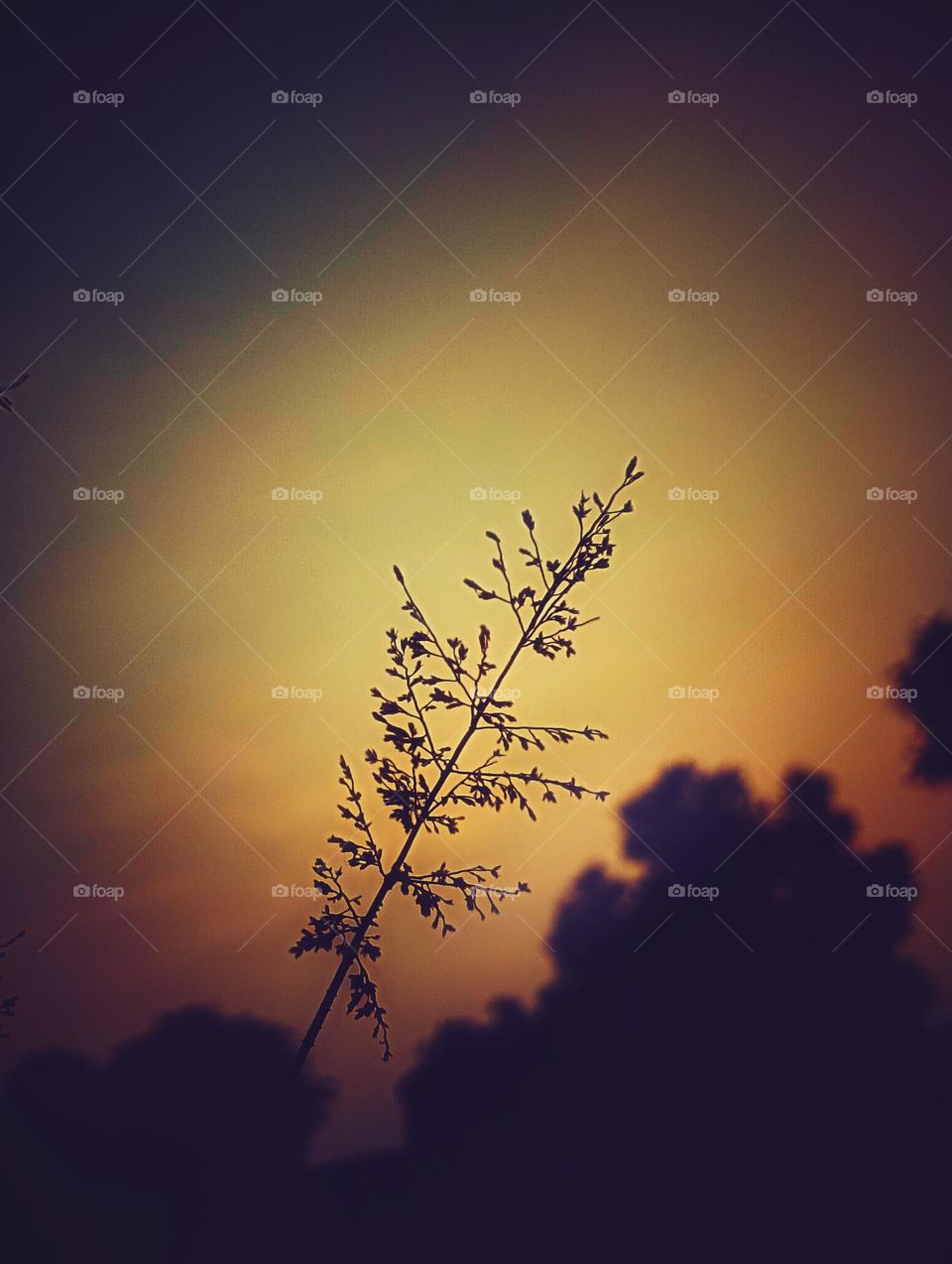 flower flower photo flower picture nature