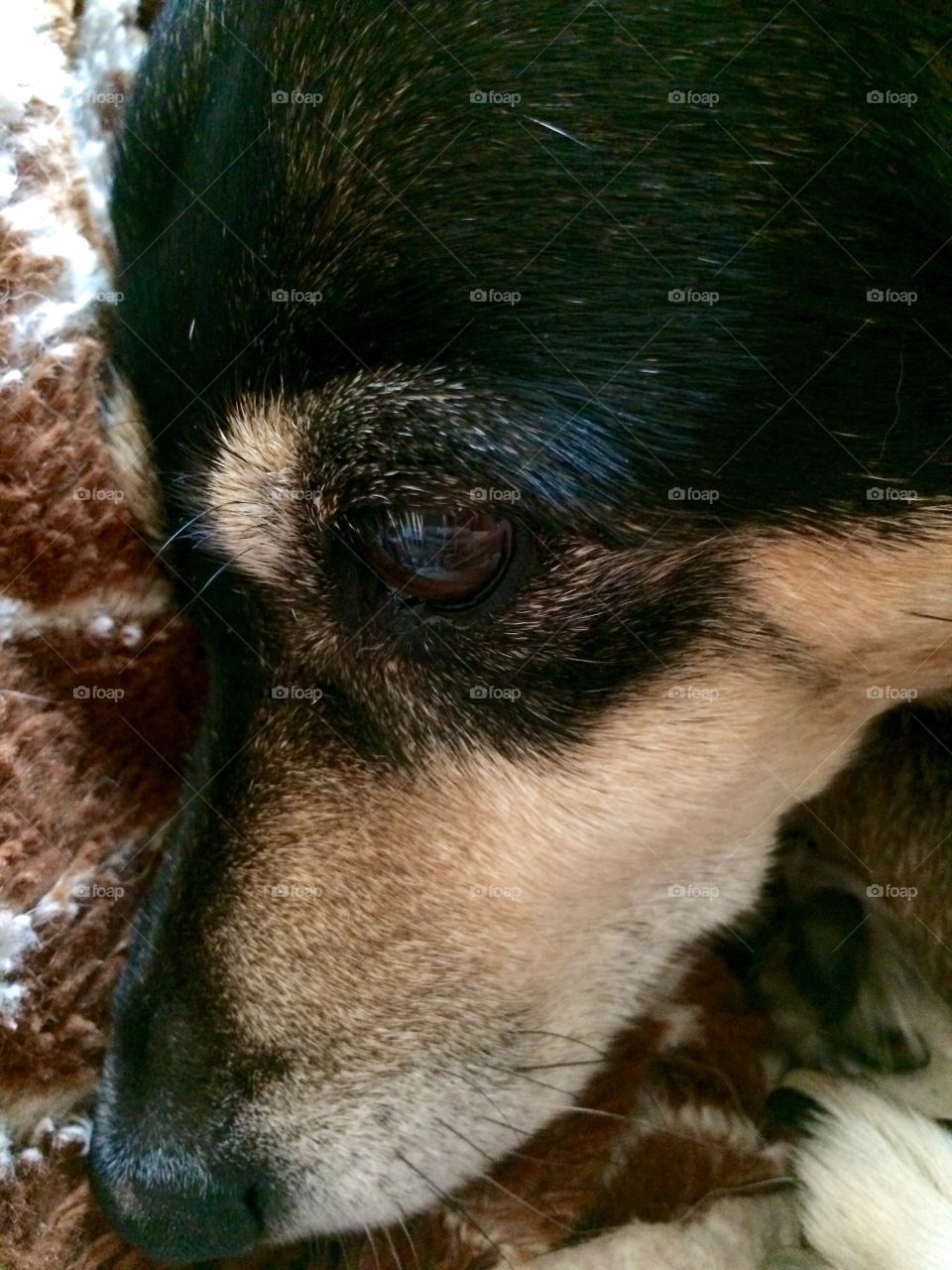 Old girl up close