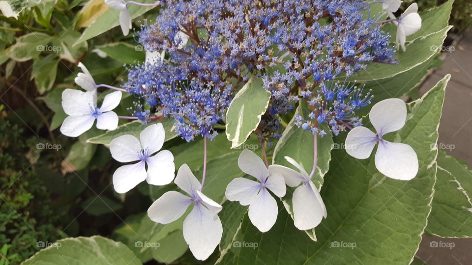 hydrangea