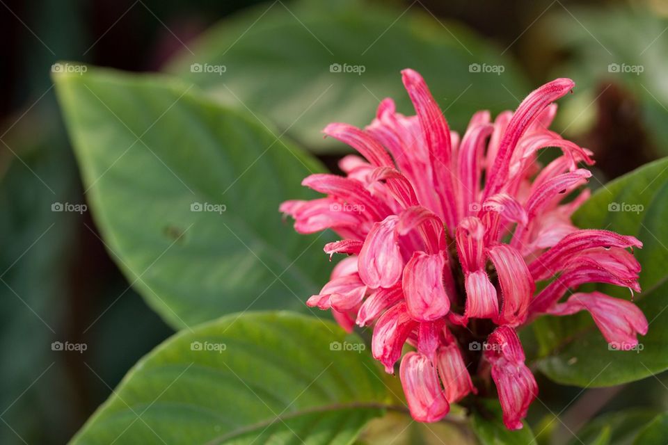 Pink Flower in bloom