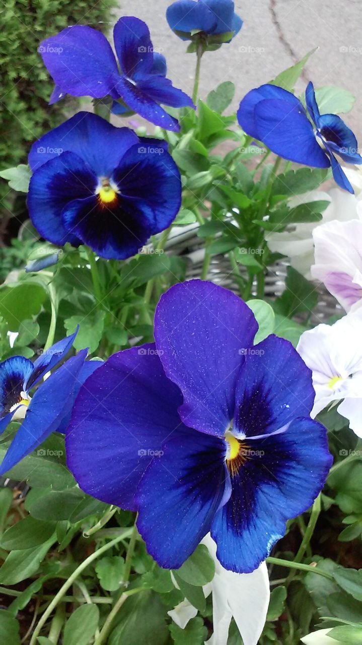 Blue & purple colored flowers in nature 