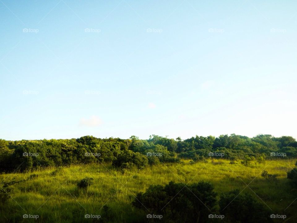 grass africa sibuya game reserve south africa by The_Picture_man