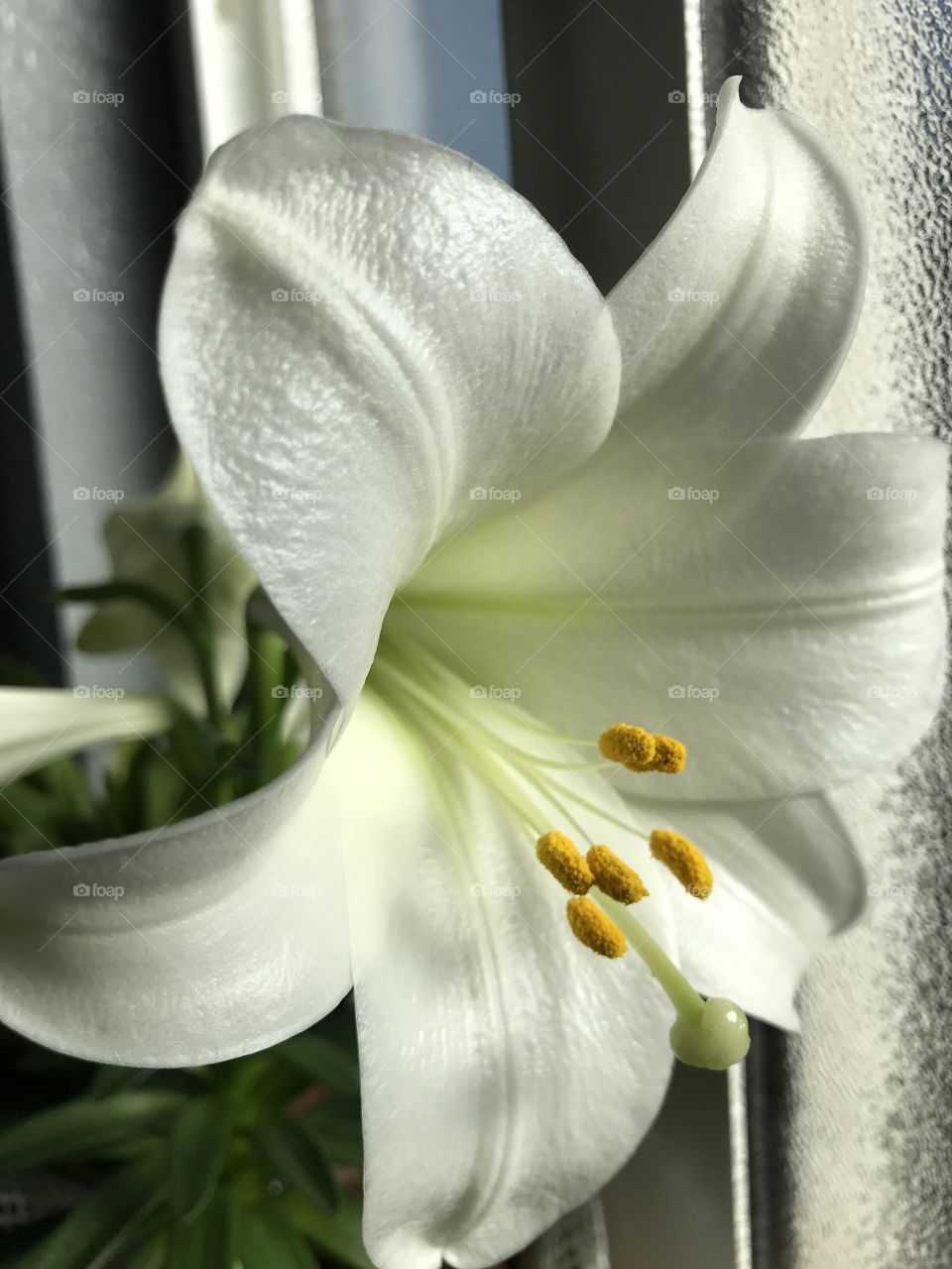 Easter Lilly in bloom 