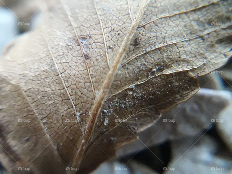 old leaf macro lens