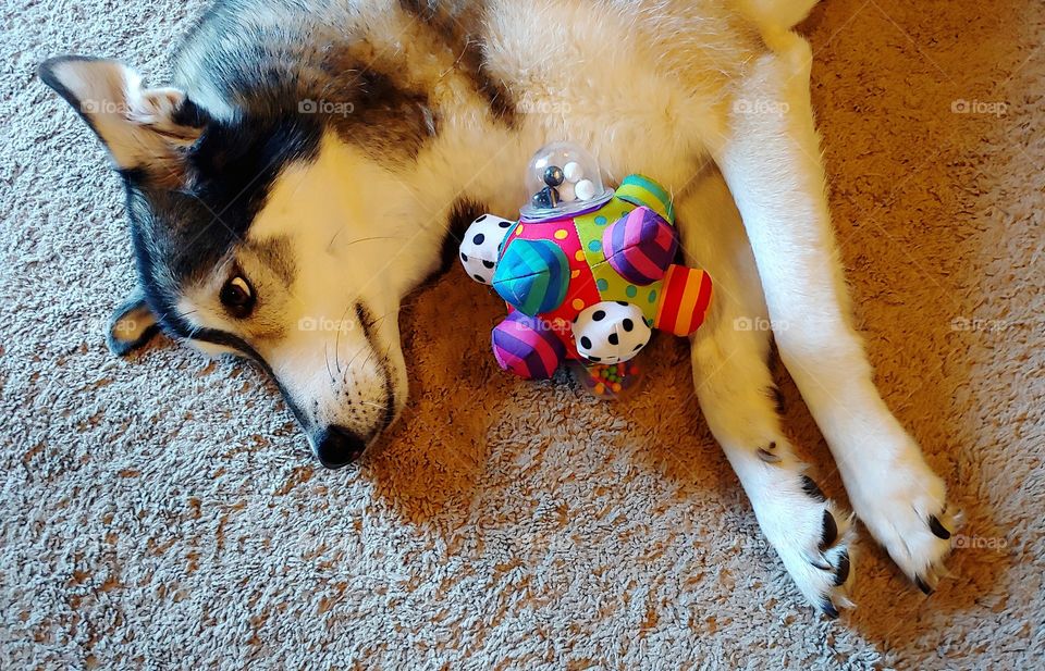 A Sweet Husky Resting On The Carpet With Her Favorite Playtime Toy.