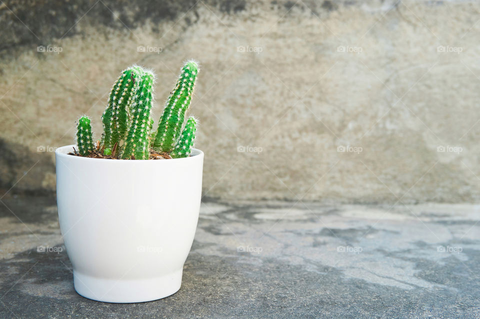 Cactus in pot on blurred background with copy space 