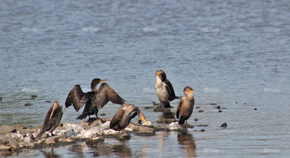 Double-crested cormorants on rocks in lake, one drying wings