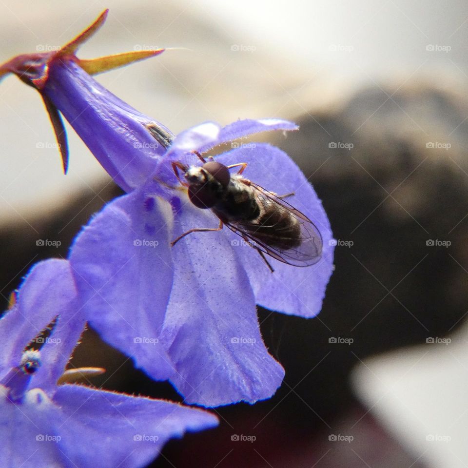 Bug on purple flowers