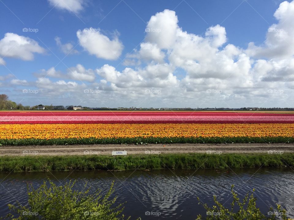 Paleta de colores en un campo de tulipanes