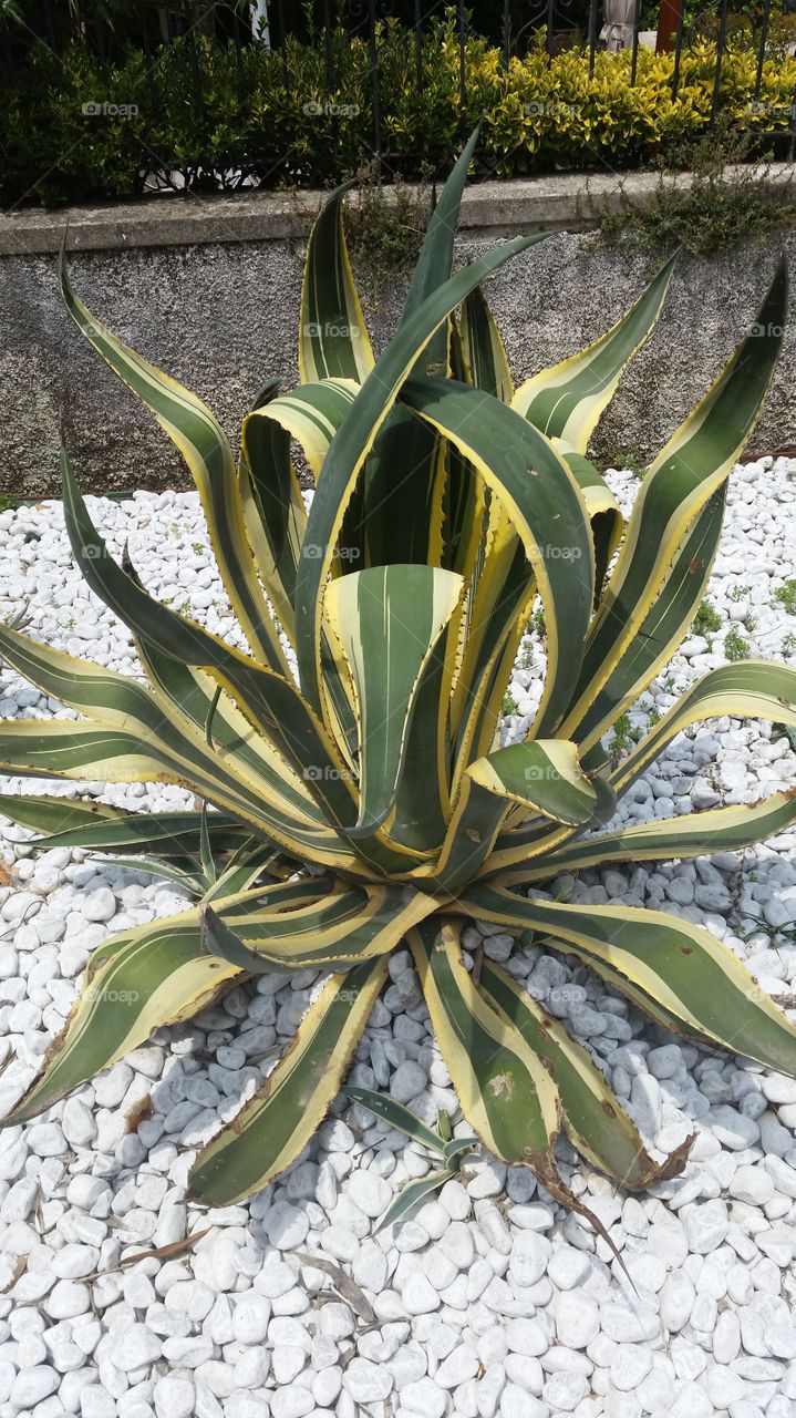 Close-up of a cactus