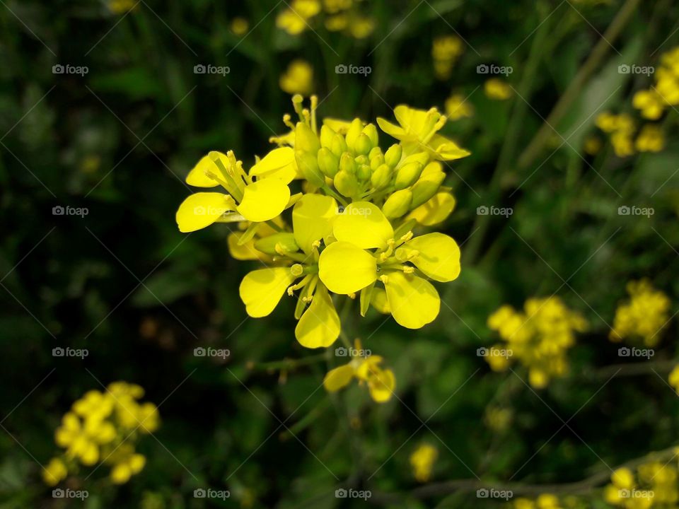 look at that flower...he looks like that they want to talk with us .... lovely mustard flowers...