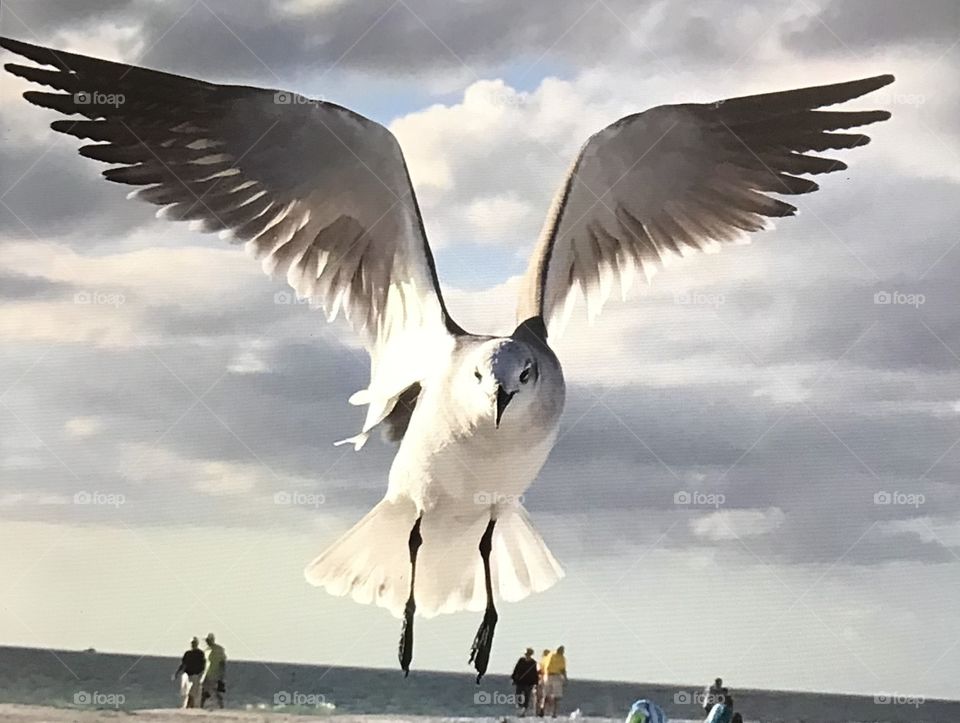 Seagull Landing On The Beach