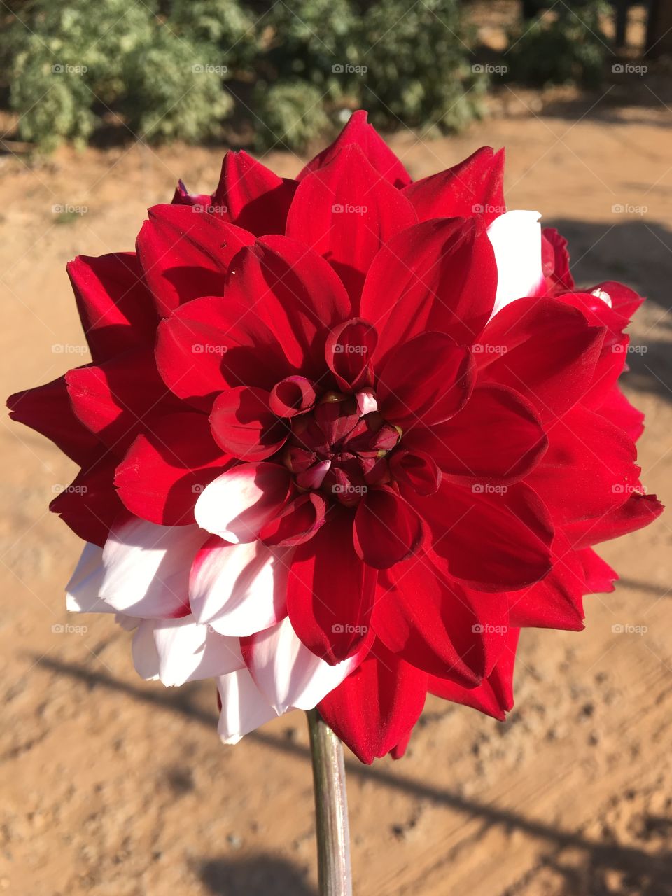 The beauty of this Dahlia!  Why does red predominate and there are a few white petals on this flower?  Was it charm? / A beleza desta Dália! Por que o vermelho predomina e há algumas poucas pétalas brancas nesta flor? Seria charme?