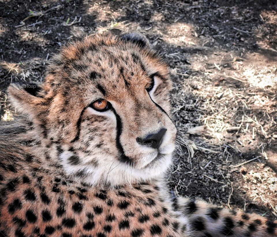 Extreme close-up of cheetah