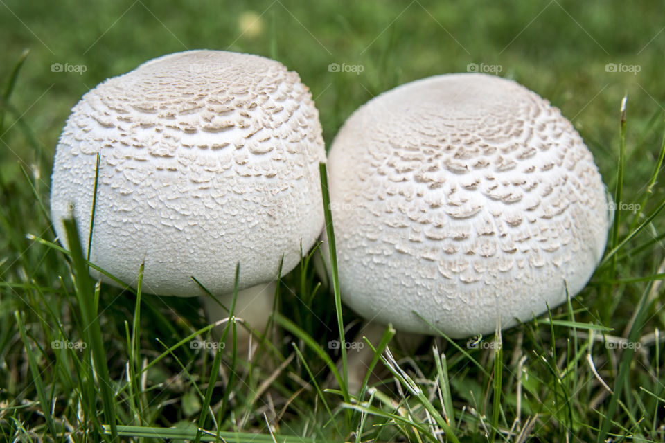 Mushrooms on grass
