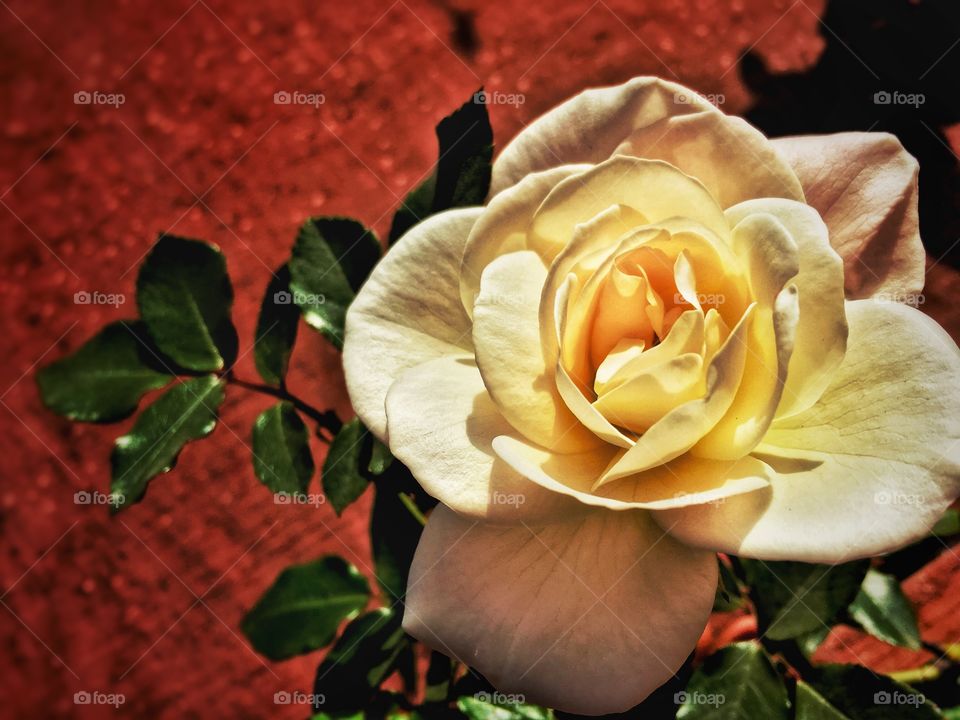 White rose ! This is my favourite pic of one of all I clicked flower!