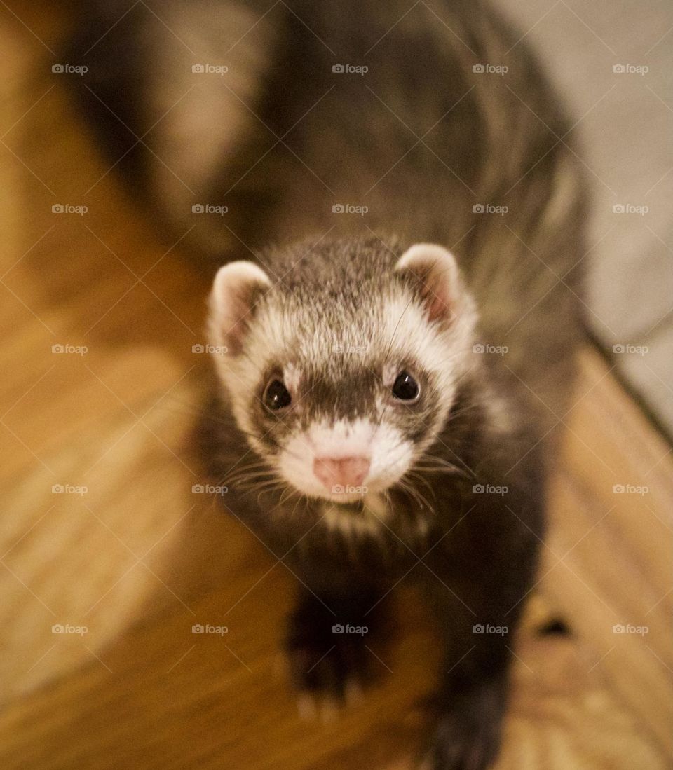 The adorable face of a ferret
