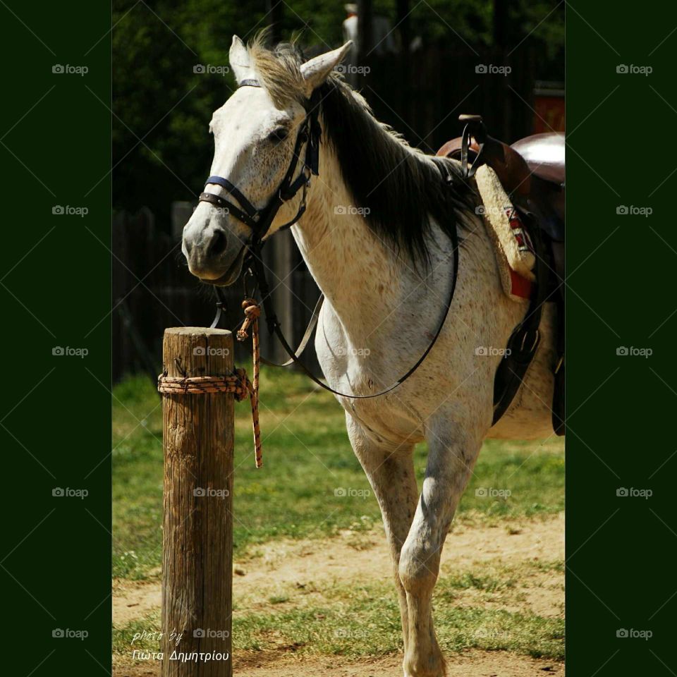 My pretty horse my best friend....!!!!!