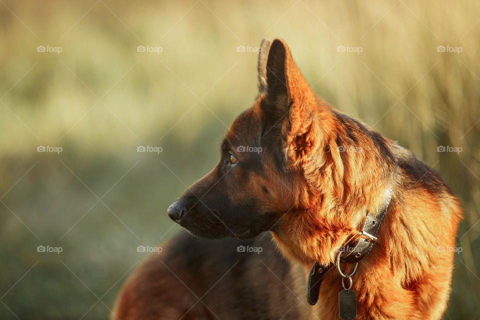 German shepherd dog outdoor portrait 