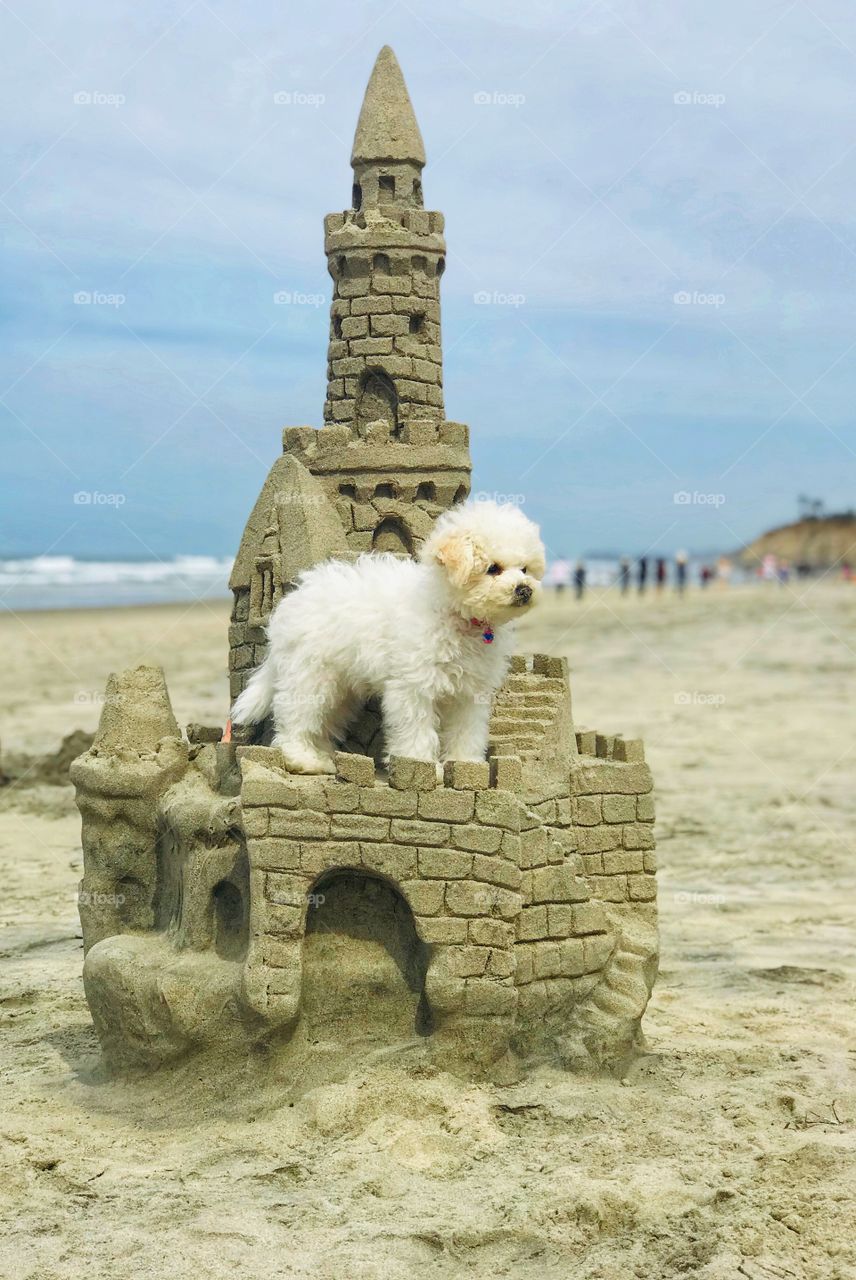 King Teddy Pup looking out from his sandy castle on the California coastline with Pacific Ocean behind him.