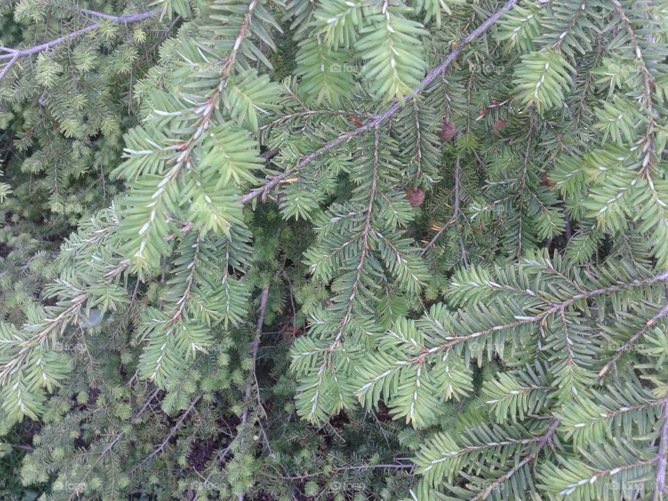 evergreen. the best color and texture ever