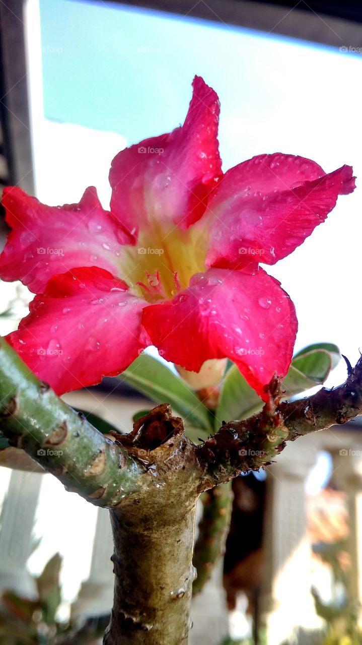flower in the balcony