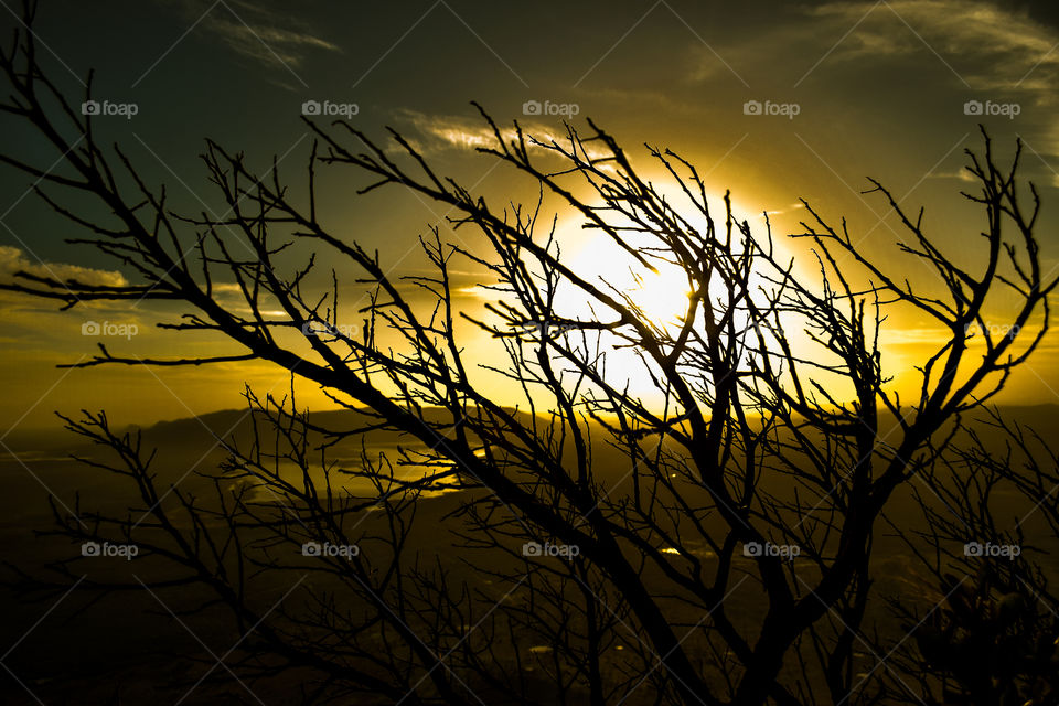 Silhouette of bare tree at sunset