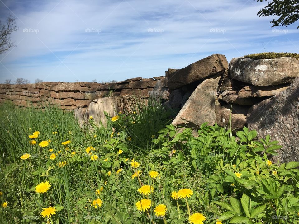 Catched at a walk today at Öland Sweden 